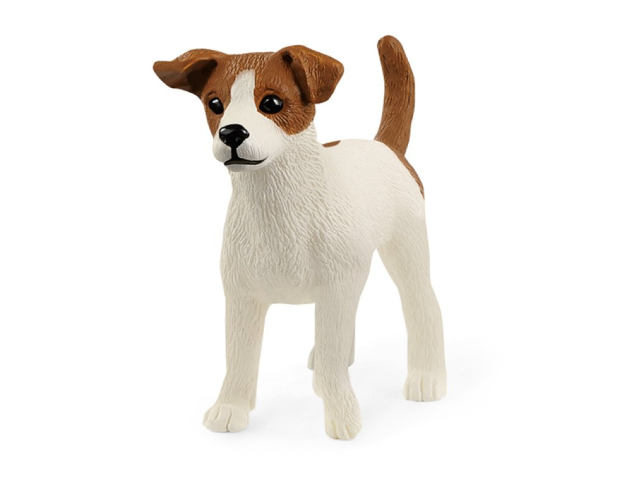 Jack Russell Terrier