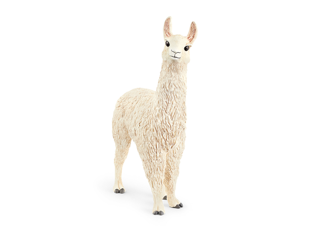 Lama