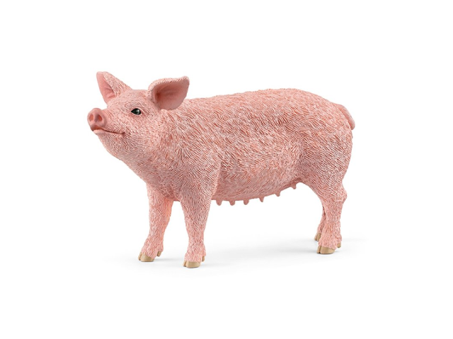 Schwein