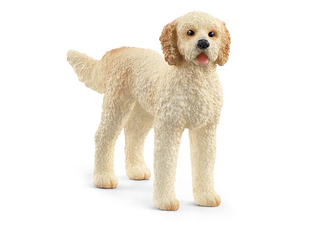 Goldendoodle