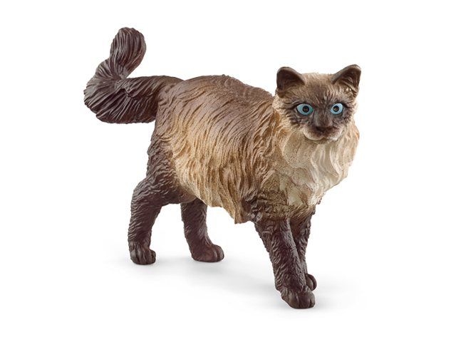 Ragdoll Katze