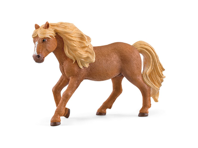 Islandpony Hengst