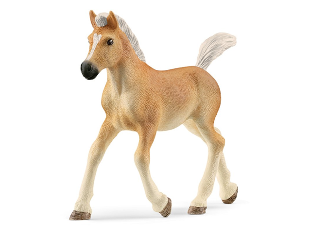 Haflinger Fohlen