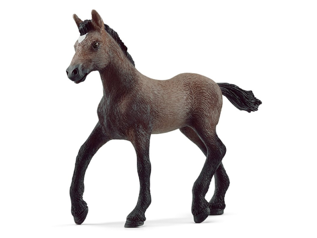 Paso Peruano Fohlen