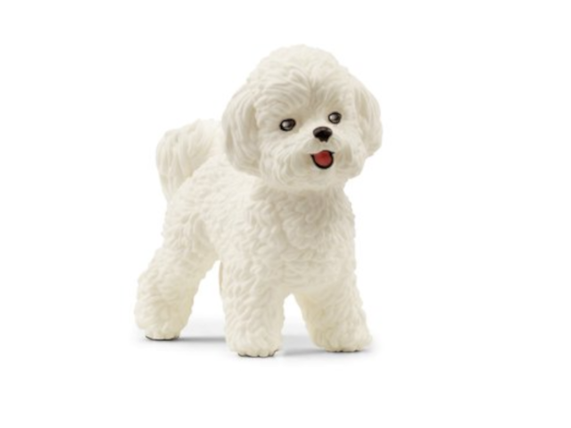 Bichon Frisé