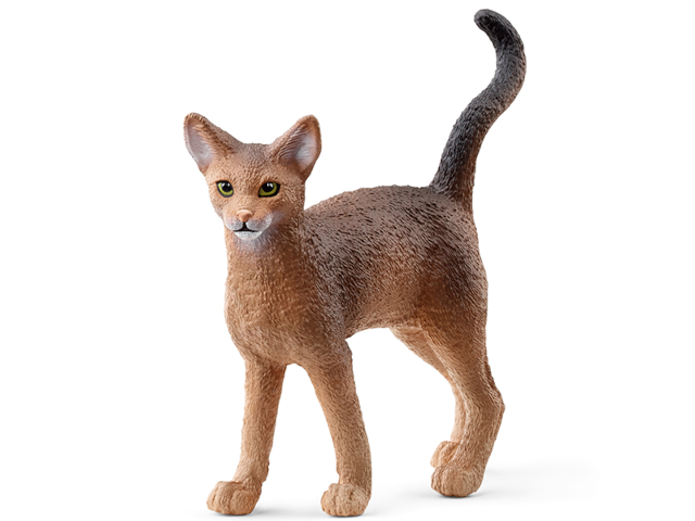 Abessinierkatze
