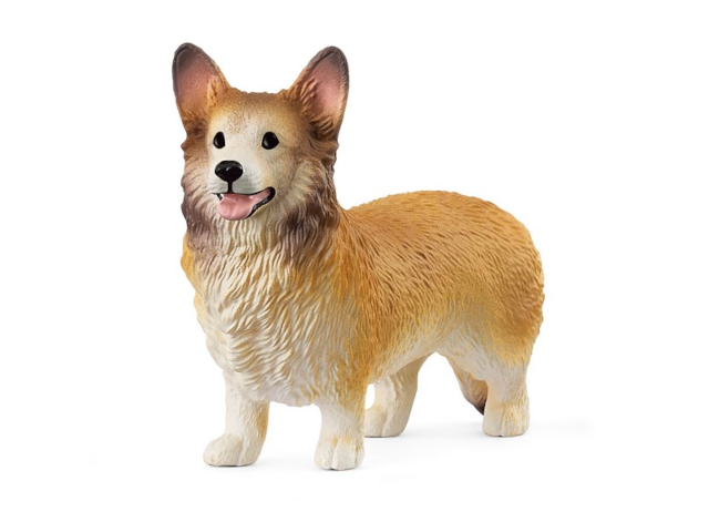 Welsh Corgi
