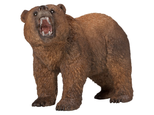 Grizzlybär