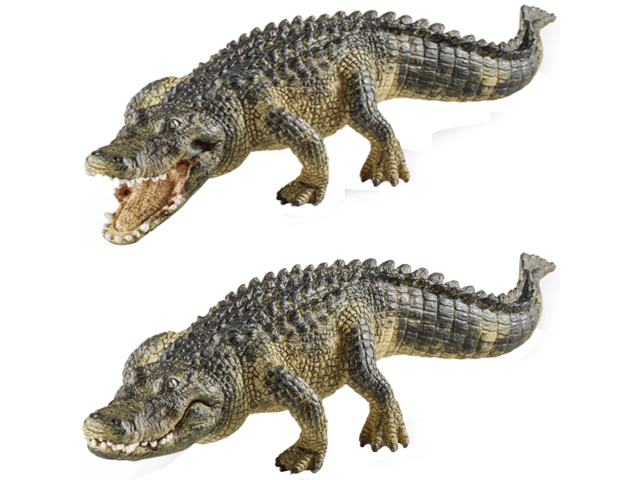 Alligator
