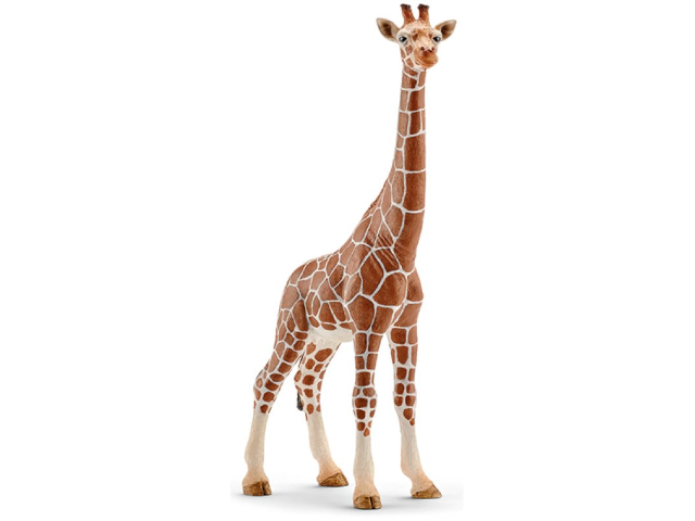 Giraffenkuh