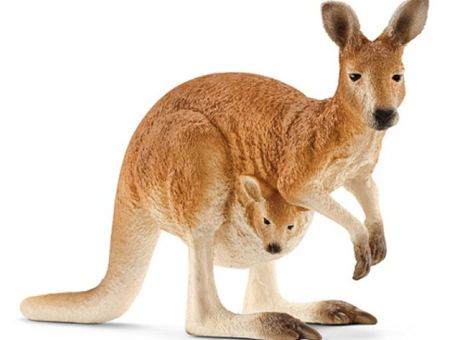 Känguru