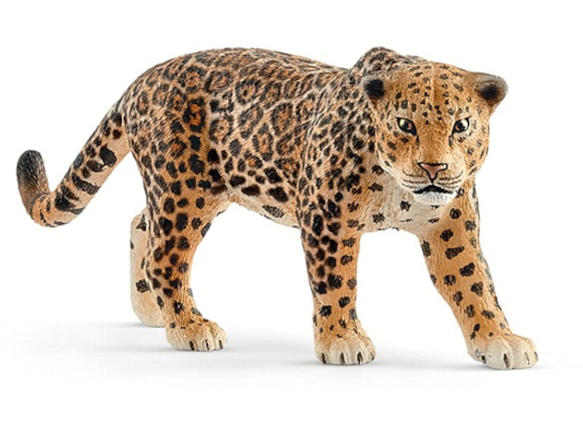 Jaguar