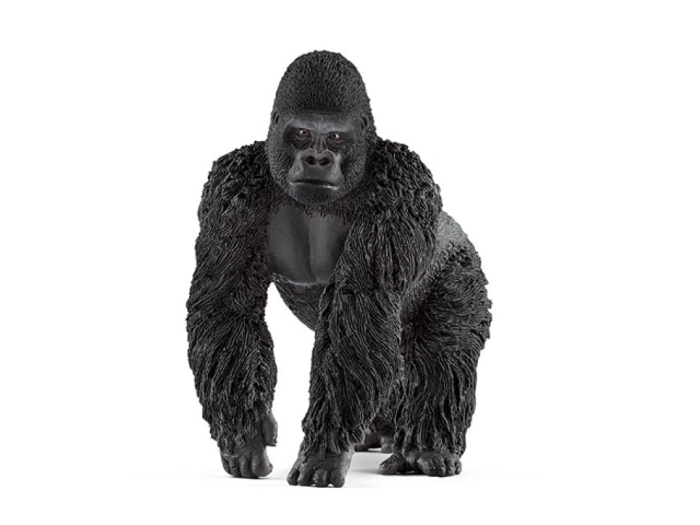 Gorilla Männchen