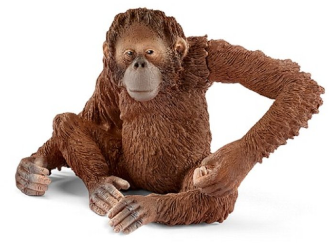 Orang-Utan Weibchen