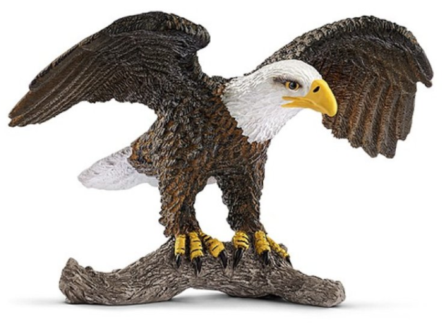 Weisskopfseeadler