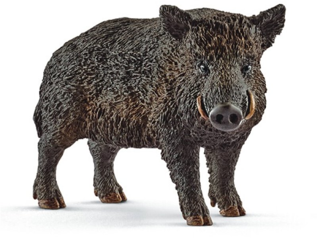 Wildschwein