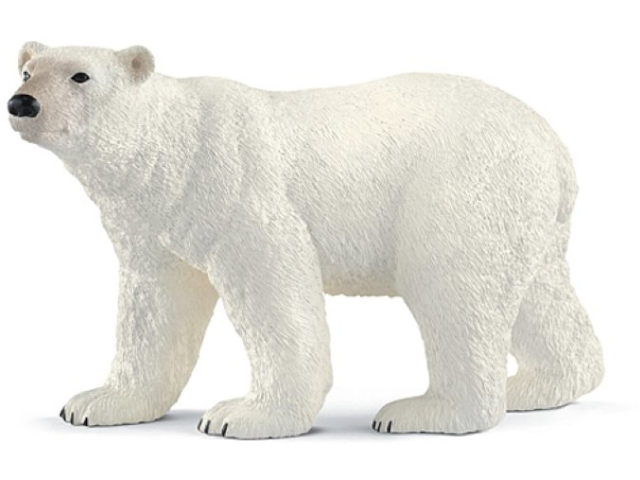 Eisbär