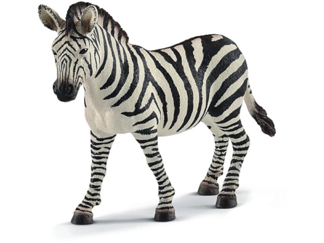 Zebra Stute