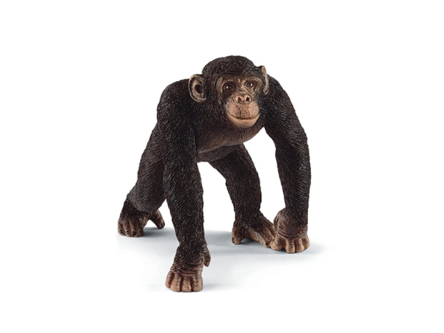 Schimpansen Männchen