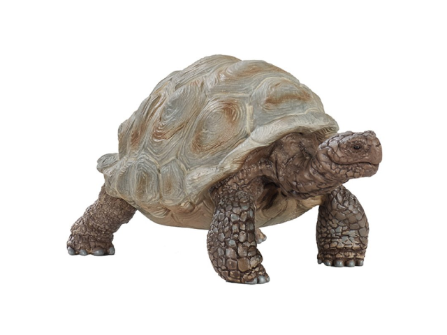 Riesenschildkröte