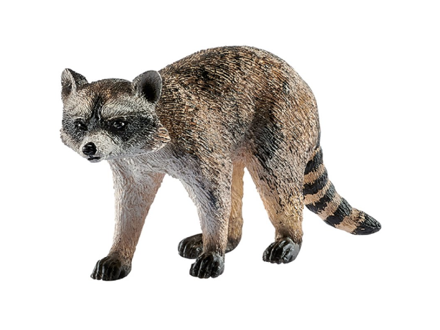 Waschbär