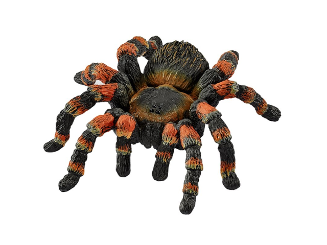 Vogelspinne
