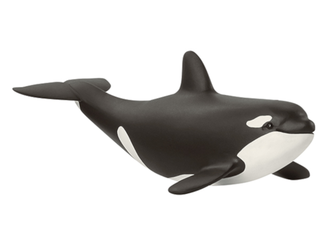 Orka Junges