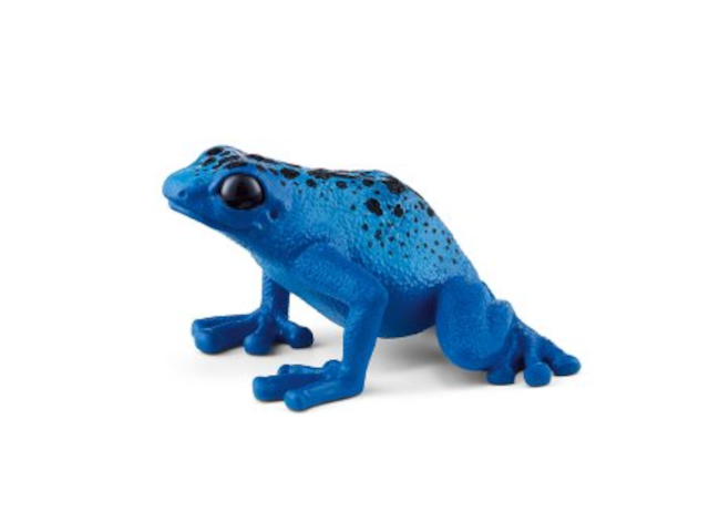 Pfeilgiftfrosch blau