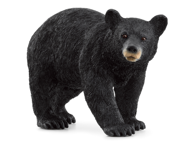 Amerikanischer Schwarzbär