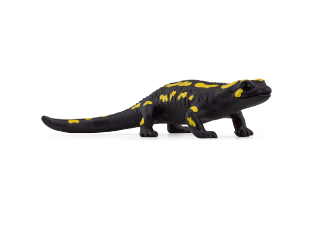 Feuersalamander