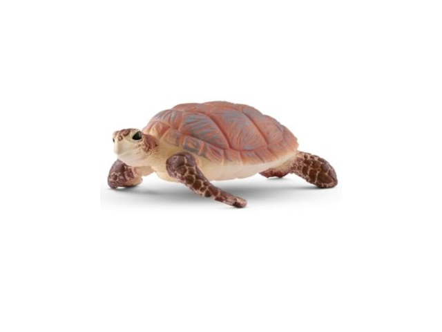 Echte Karettschildkröte