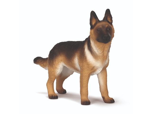 Deutscher Schäferhund Hündin
