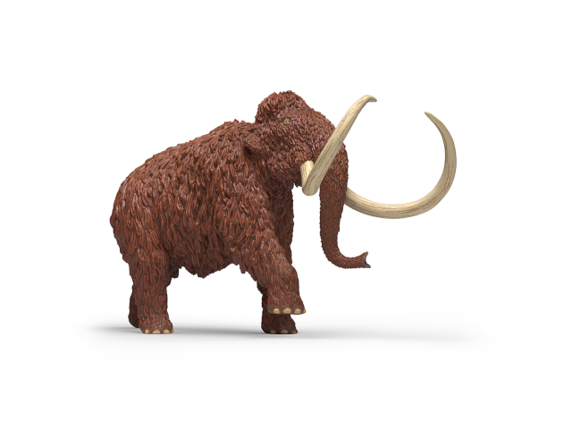 Mammut