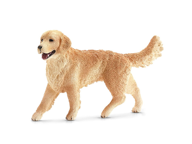 Golden Retriever Hündin