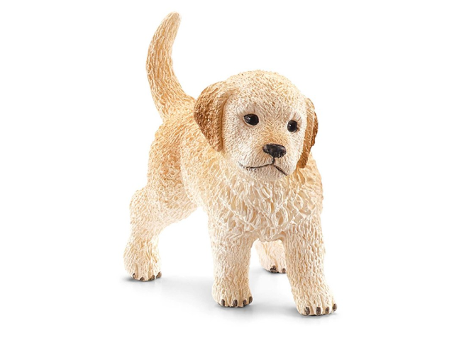 Golden Retriever Welpe