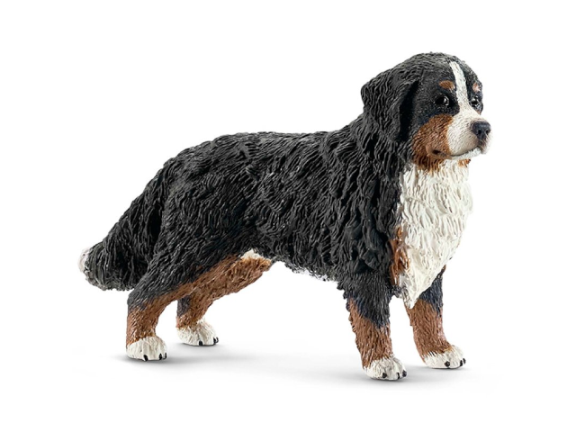 Berner Sennenhündin