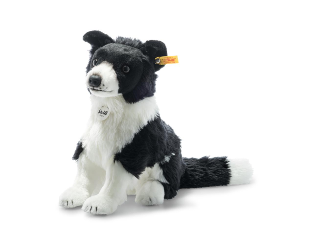 Jaycee Border Collie, schwarz/weiss