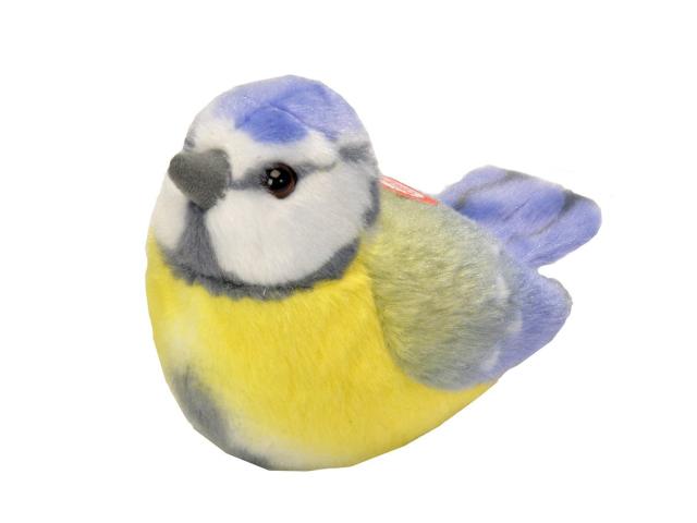Singvogel Blaumeise / Blue Tit