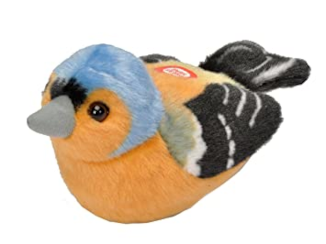 Singvogel Buchfink / Chaffinch
