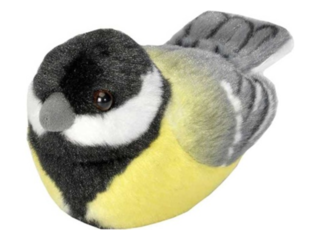 Singvogel Kohlmeise