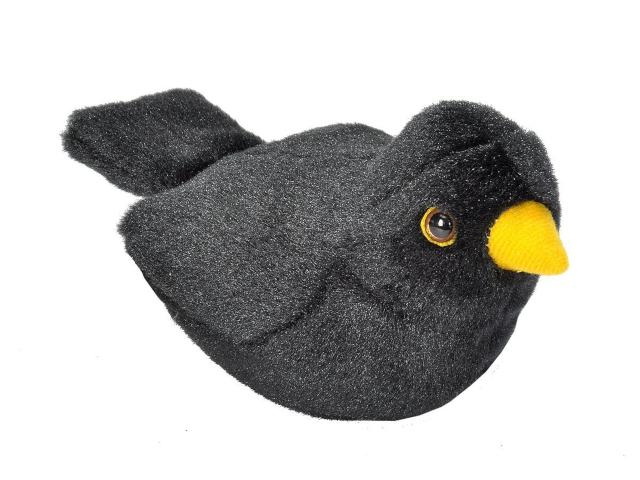 Singvogel Amsel / European Blackbird