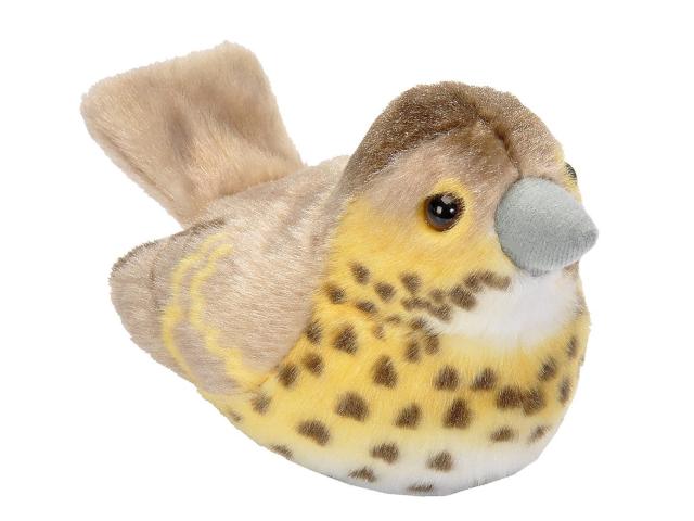 Singvogel Singdrossel / Song Thrush