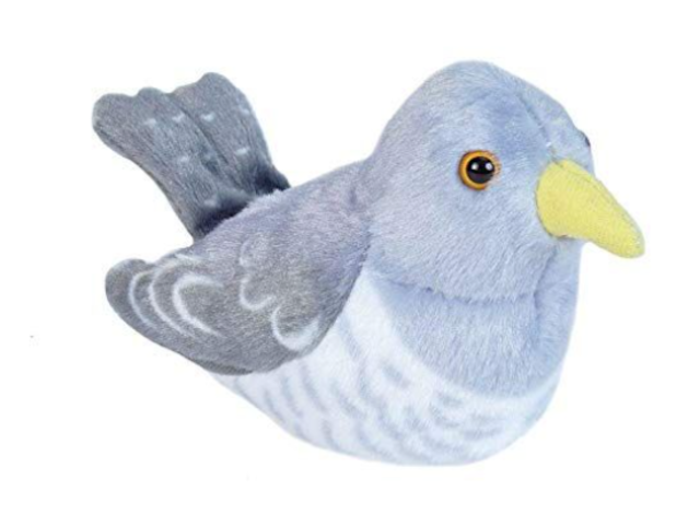 Singvogel Kuckuck / Common Cuckoo