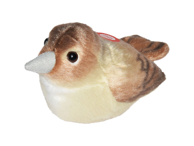 Singvogel Nachtigall / Nightingale