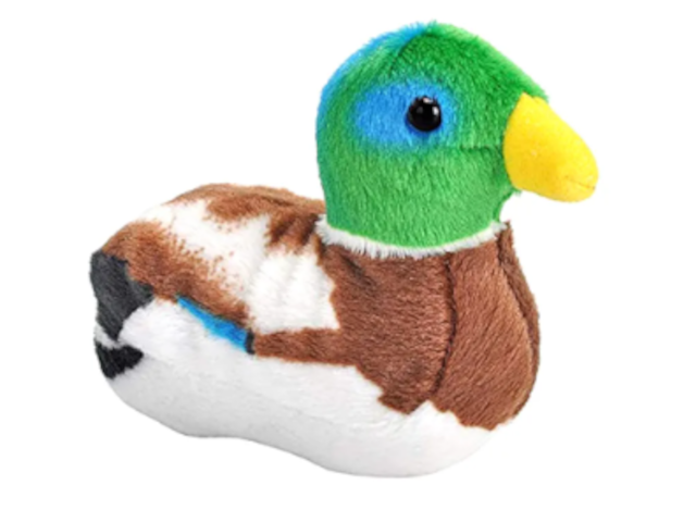Singvogel Stockente / Mallard Duck