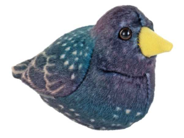 Singvogel Star